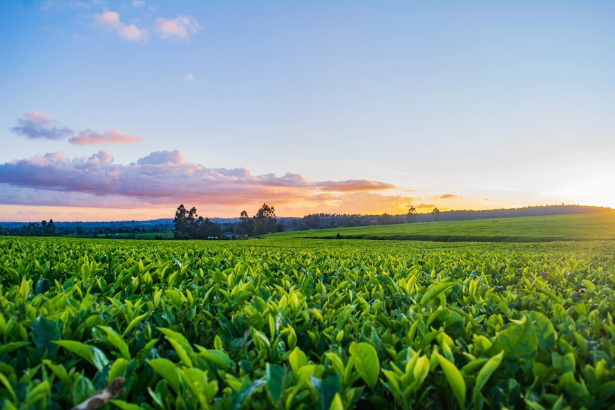 What role does technology play in the future of agriculture?